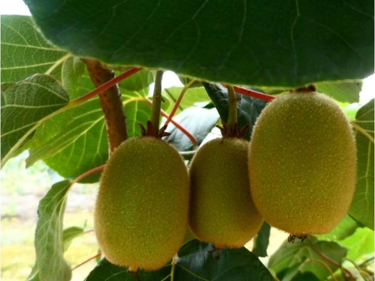 獼猴桃營(yíng)養(yǎng)方案